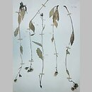 Hieracium chlorocephalum (jastrzębiec zielonokoszyczkowy)