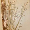 Scolochloa festucacea (skolochloa trzcinowata)