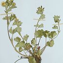 Potentilla schultzii (pięciornik Schultza)