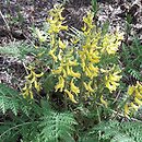 Corydalis cheilanthifolia (kokorycz paprociowa)
