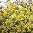 Petrosedum rupestre Aureum