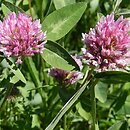 Trifolium pratense (koniczyna łąkowa)