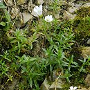 Cerastium tatrae (rogownica Raciborskiego)