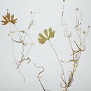 Ranunculus binatus (jaskier dwoisty)
