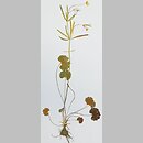 Ranunculus subtatricus (jaskier podtatrzański)