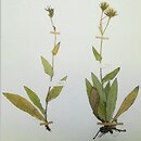 Hieracium valdepilosum (jastrzębiec włochaty)