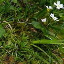 Androsace lactea (naradka mlecznobiała)