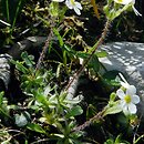 Androsace chamaejasme (naradka włosista)