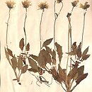 Hieracium glandulosodentatum (jastrzębiec zębatolistny)