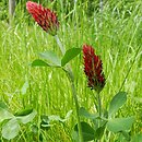 Trifolium incarnatum (koniczyna krwistoczerwona)