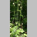 Cirsium erisithales (ostrożeń lepki)