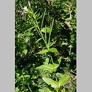 Epilobium alpestre (wierzbownica okółkowa)