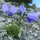 Campanula polymorpha (dzwonek wąskolistny)