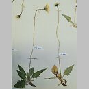 Hieracium incisum (jastrzębiec wciętolistny)