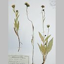 Hieracium krivanense (jastrzębiec krywański)