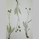 Hieracium liptoviense (jastrzębiec liptowski)