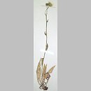 Hieracium chondrillifolium (jastrzębiec chondrillolistny)