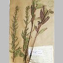 Oenothera royfraseri (wiesiołek Royfrasera)