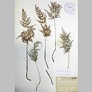 Asplenium onopteris (zanokcica kończysta)