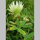 Trifolium pannonicum (koniczyna pannońska)