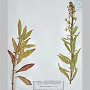 Oenothera deflexa (wiesiołek odgięty)