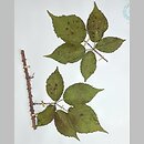 Rubus clusii (jeżyna Kluzjusza)