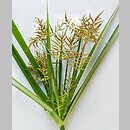 Cyperus esculentus (cibora jadalna)