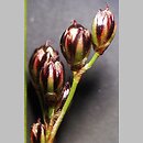 Juncus gerardi (sit Gerarda)