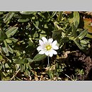 Cerastium latifolium (rogownica szerokolistna)