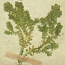 Selaginella martensii
