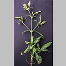 Melandrium noctiflorum (bniec dwudzielny)