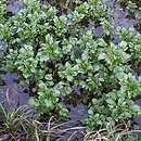 Nasturtietum officinalis - zespół rukwi
