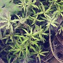 Callitriche cophocarpa (rzęśl długoszyjkowa)