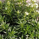 Galium anisophyllon (przytulia nierównolistna)