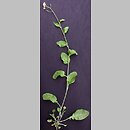 Arabidopsis halleri (rzodkiewnik Hallera)