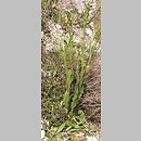 Arabis (gęsiówka)