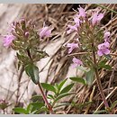 Thymus praecox (macierzanka wczesna)