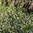 Ranunculetum aquatilis - zespół włosienicznika wodnego
