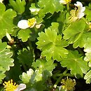 Ranunculus aquatilis s.l. (jaskier wodny s.l.)