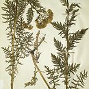 Achillea tanacetifolia (krwawnik wrotyczolistny)