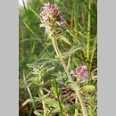 Thymus austriacus (macierzanka austriacka)