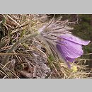 Pulsatilla slavica (sasanka słowacka)