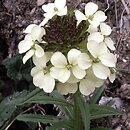 Erysimum wittmannii (pszonak Wittmanna)