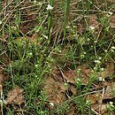 Galium suecicum (przytulia szwedzka)