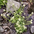 Cochlearia tatrae (warzucha tatrzańska)