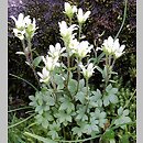 Saxifraga carpathica (skalnica karpacka)