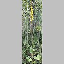 Ligularia sibirica (języczka syberyjska)