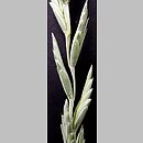 Elymus hispidus (perz siny)