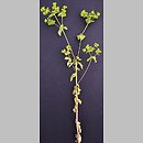 Euphorbia serrulata (wilczomlecz sztywny)