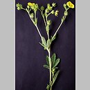 Potentilla recta (pięciornik wyprostowany)